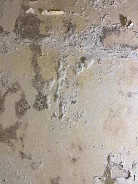 Best Mold Removal Near Me  in Conley, GA