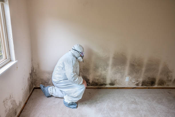 Best Certified Mold Removal  in Conley, GA