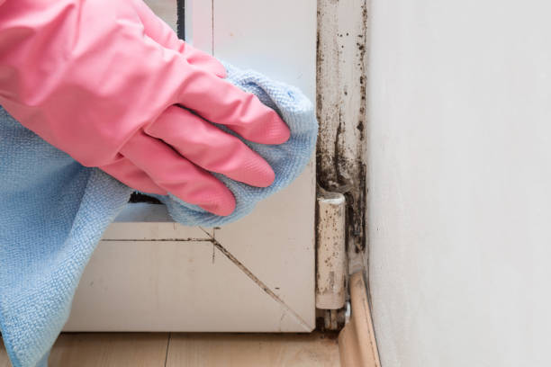 Best Office Mold Removal Services  in Conley, GA